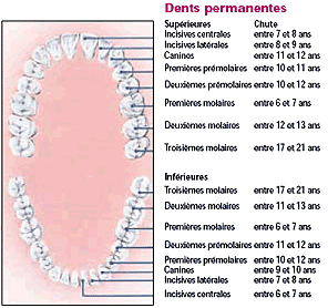 Dents permanentes