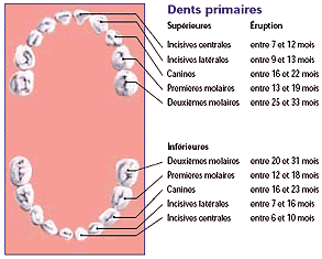 Dents primaires