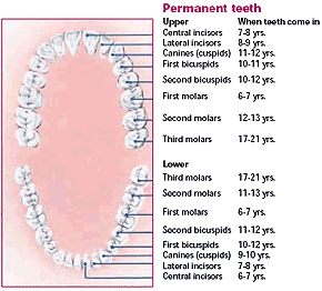 Permanent Dentition Chart