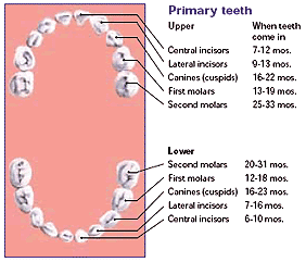 Baby Teeth Chart Age