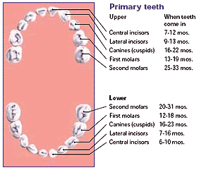 Chart of Primary Teeth